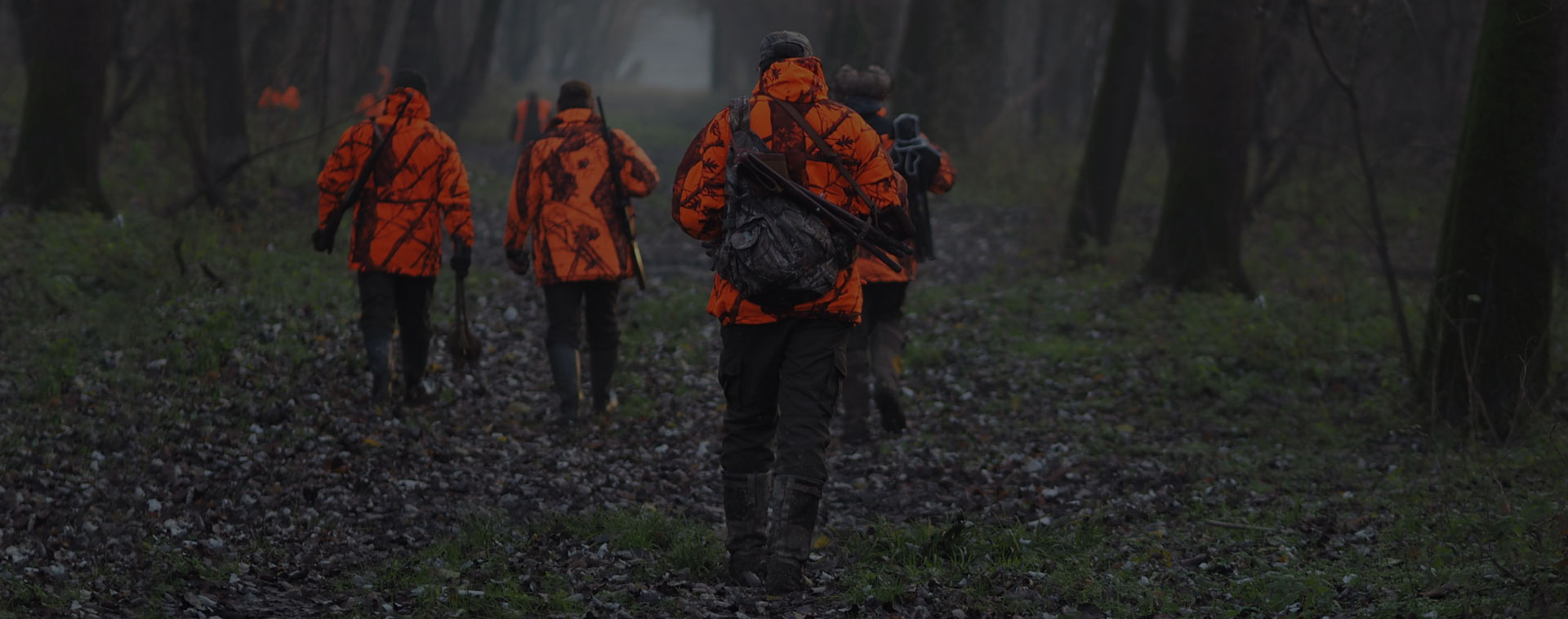 Chasse au sanglier