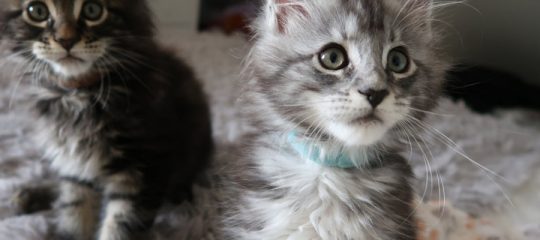 chaton Maine Coon